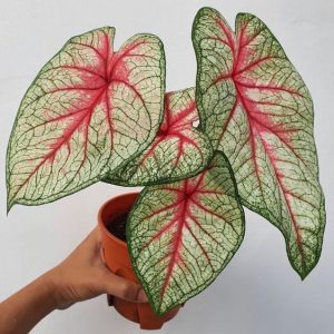 Caladium  