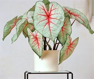 Caladium Lemon Blush