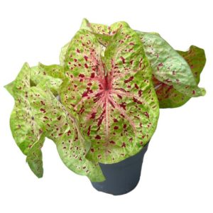 Caladium Raspberry Moon