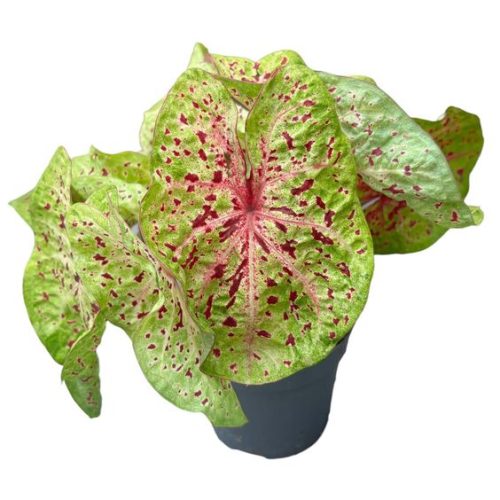 Colored caladium grows in suitable climatic conditions