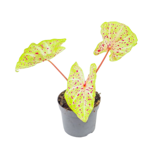 Caladium Miss Muffet