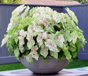 Caladium Miss Muffet 