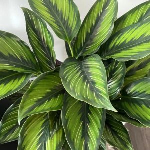 Calathea Beautiful Star