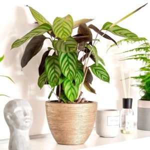 Calathea Concinna Freddie