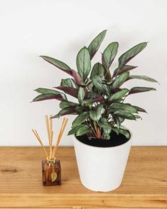 Calathea Grey Star