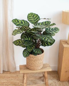 Calathea Makoyana