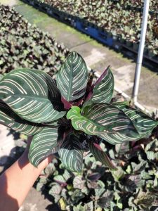 Calathea Ornata  Sanderiana