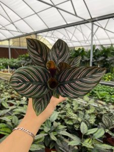 Calathea Ornata