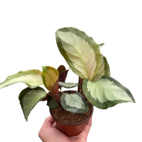 Calathea Picturata