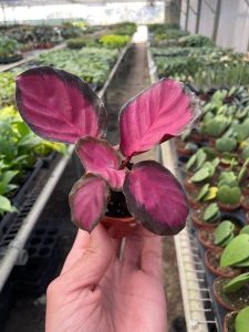 Calathea Purple Rose