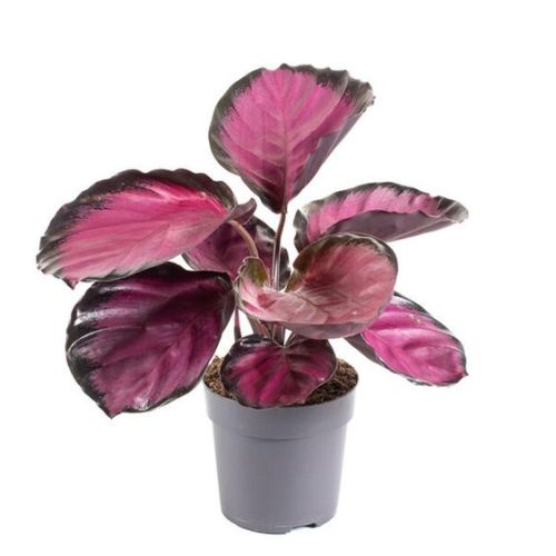 Calathea Purple Rose