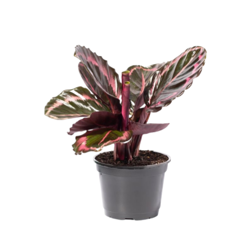 Calathea Roseopicta Dottie