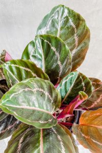 Calathea Roseopicta Little Princess