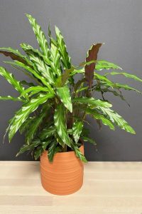 Calathea Rufibarba