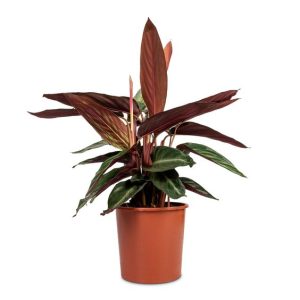 Calathea Sanguinea