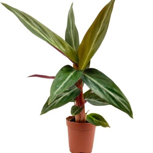 Calathea Sanguinea