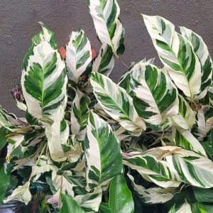 Calathea Stella