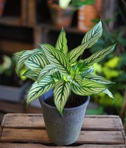 Calathea Vittata