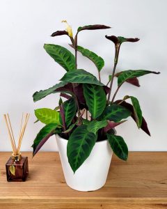 Calathea Warscewiczii