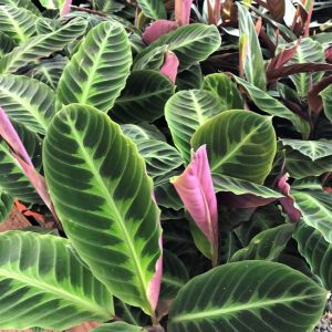 Calathea Warscewiczii