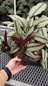 Calathea White Star