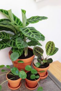 Calathea Zebrina