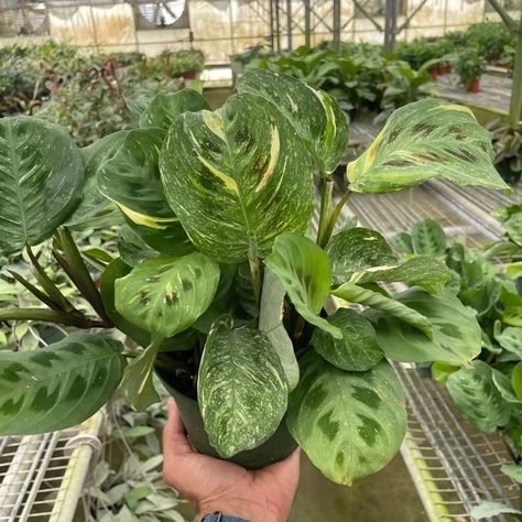 Care needs of Calathea Arrowroot in winter