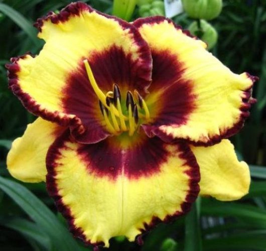 Calico Jack Daylily