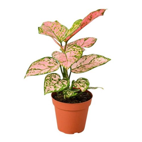 Chinese Evergreen Lady Valentine