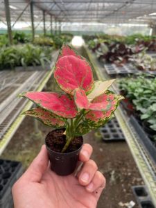 Chinese Evergreen Lady Valentine