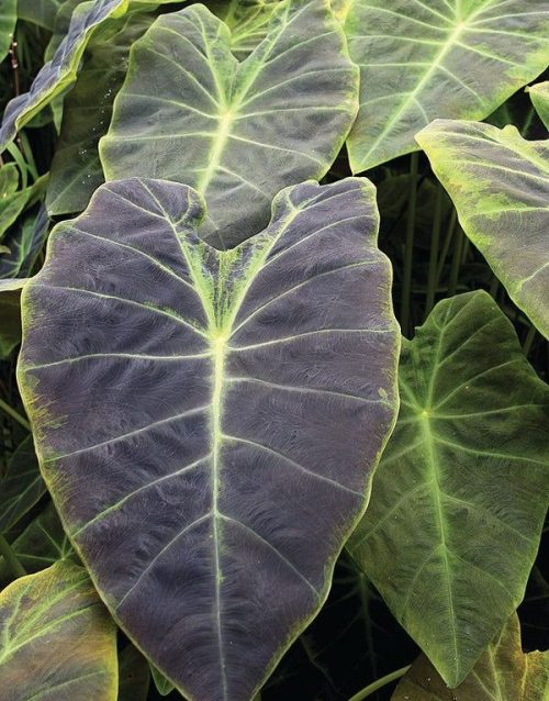 Combination Cultivation of Colocasia Plants