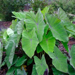 Blue Hawaii Elephant Ear