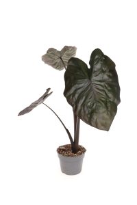 Colocasia Plants