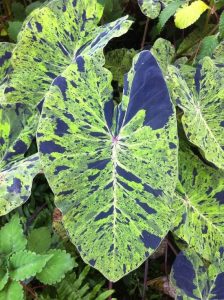 Colocasia Mojito