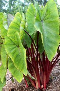 Colocasia Esculenta Hawaiian Punch