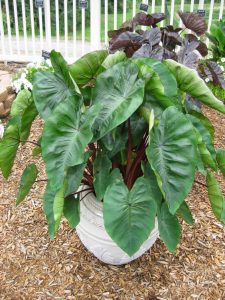 Colocasia Esculenta Hawaiian Punch