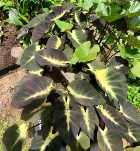 Colocasia