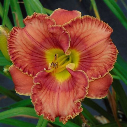 Coral Daylily