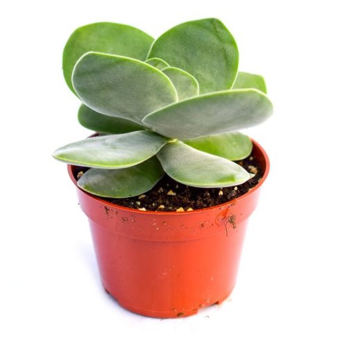 Crassula Dubia