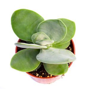 Crassula Dubia