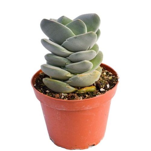 Crassula Ivory Tower