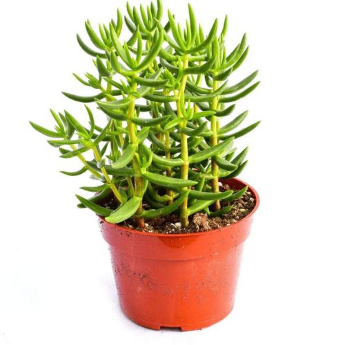 Crassula Tetragona