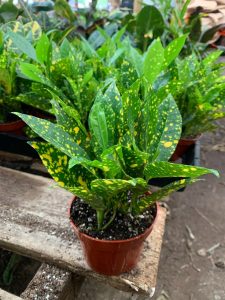 Croton Gold Dust