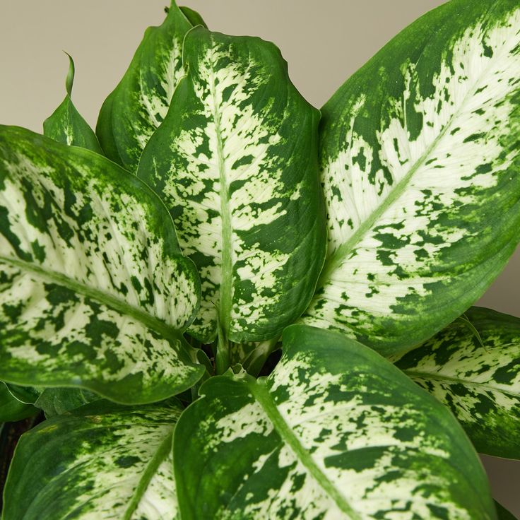 Dieffenbachia Care Essential