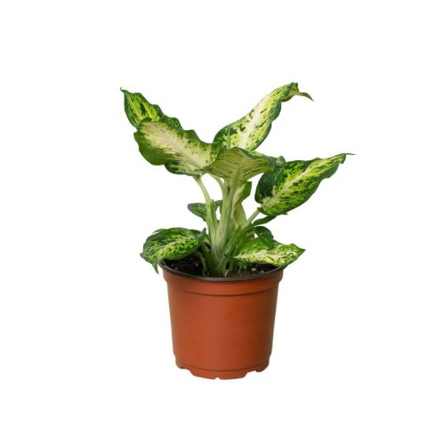 Dieffenbachia Amy