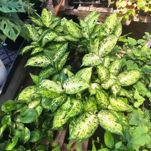 Dieffenbachia Amy