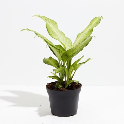 The best growing environment for Dieffenbachia