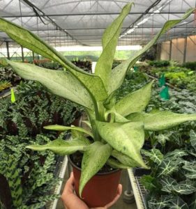 Dieffenbachia Camouflage