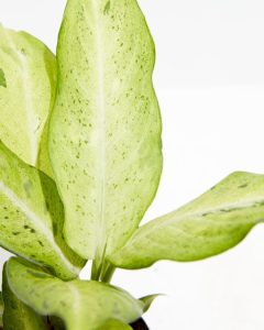 Dieffenbachia