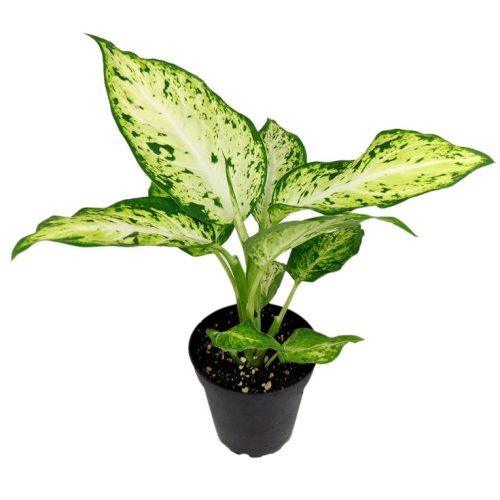 Dieffenbachia Sublime